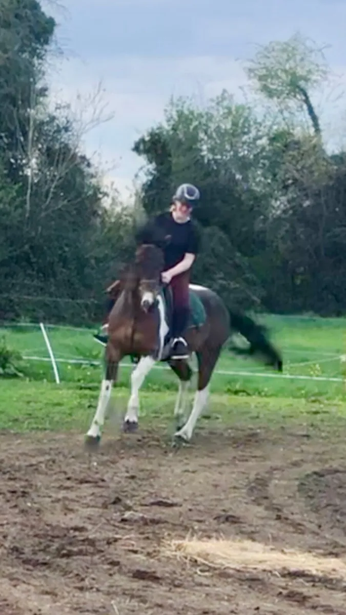 Gorgeous ride and drive gelding - Image 2