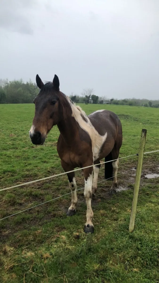 Gorgeous ride and drive gelding - Image 3