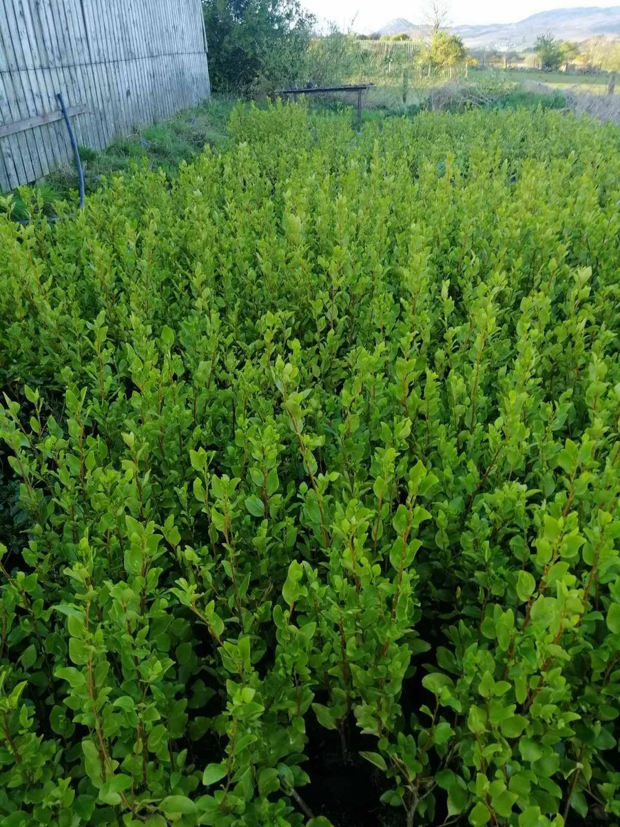 Hedging
