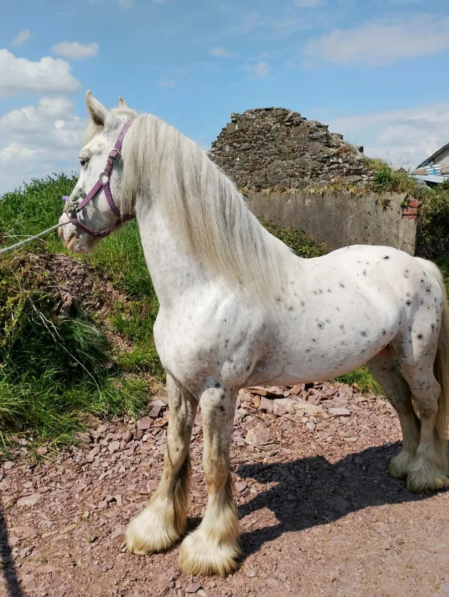 Horse - Image 1