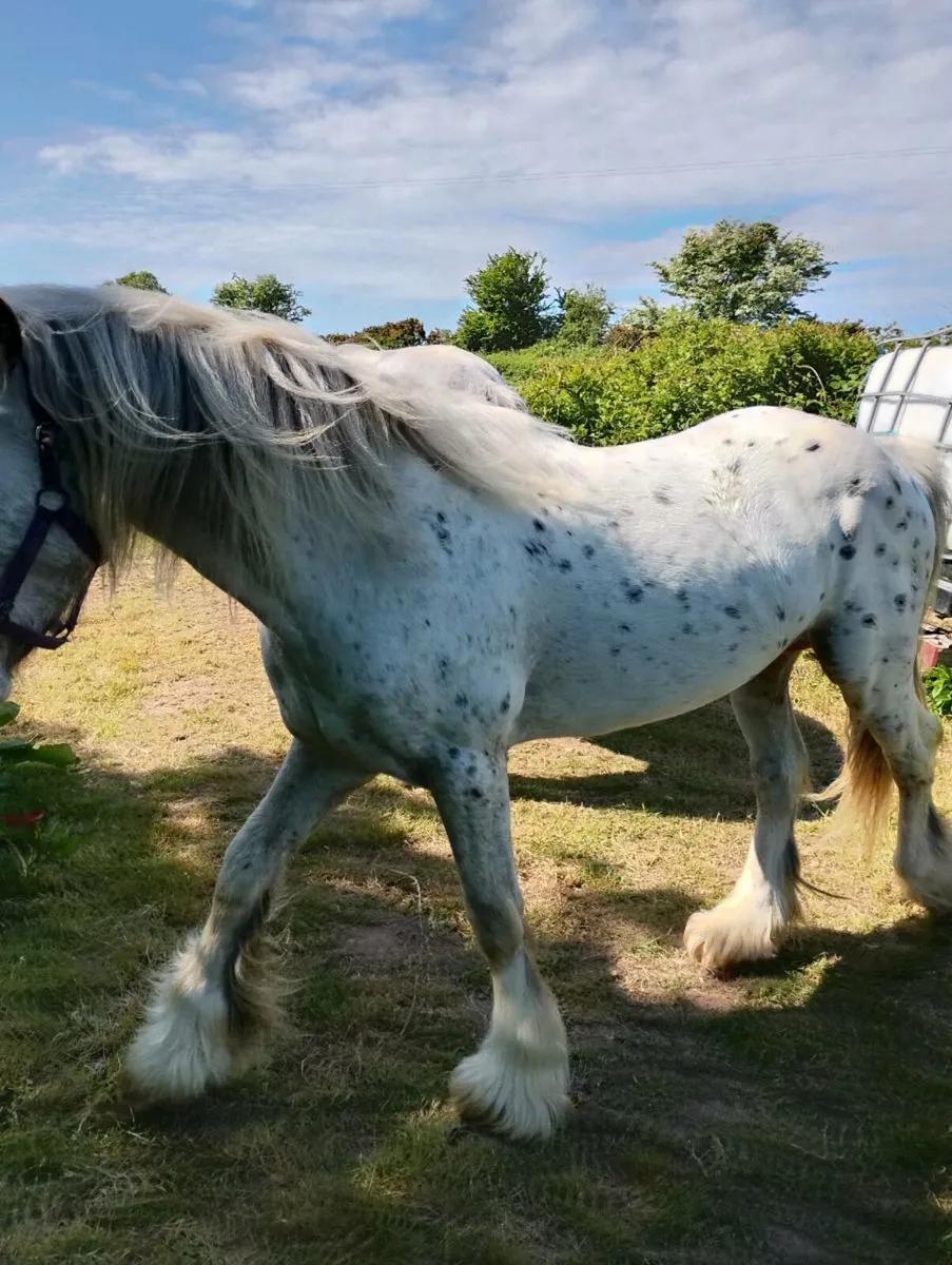 Horse - Image 2