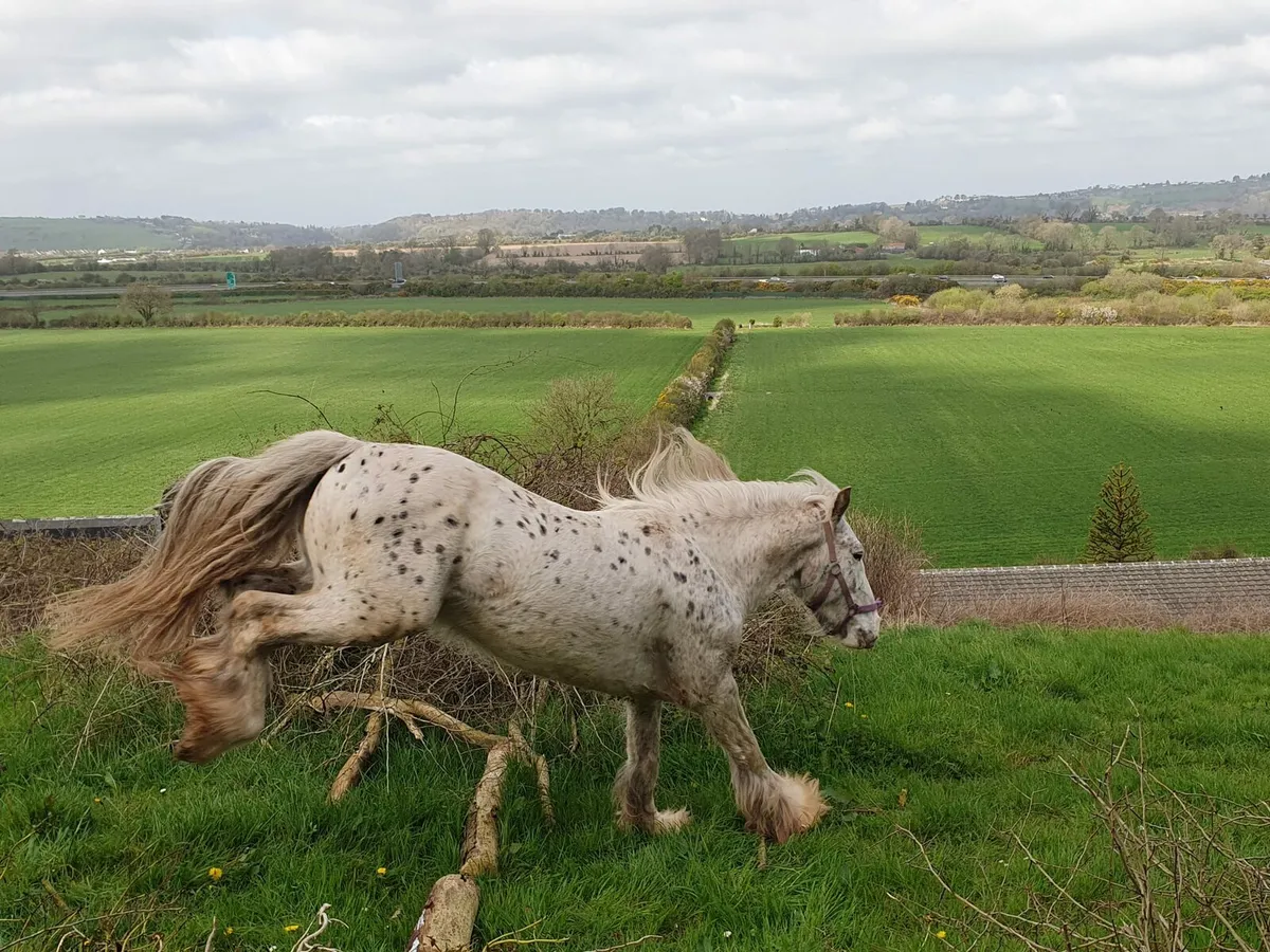 Horse - Image 3