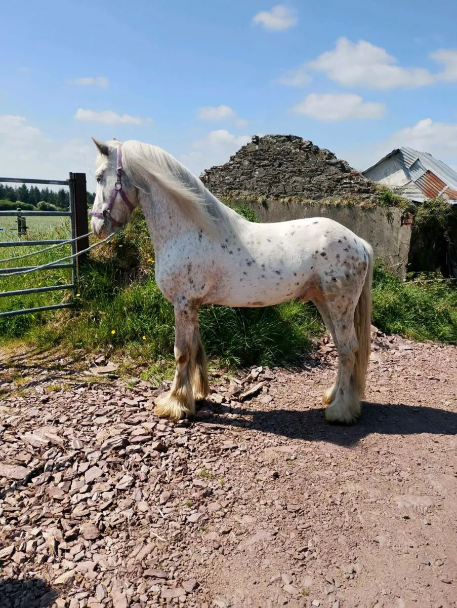 Horse - Image 4
