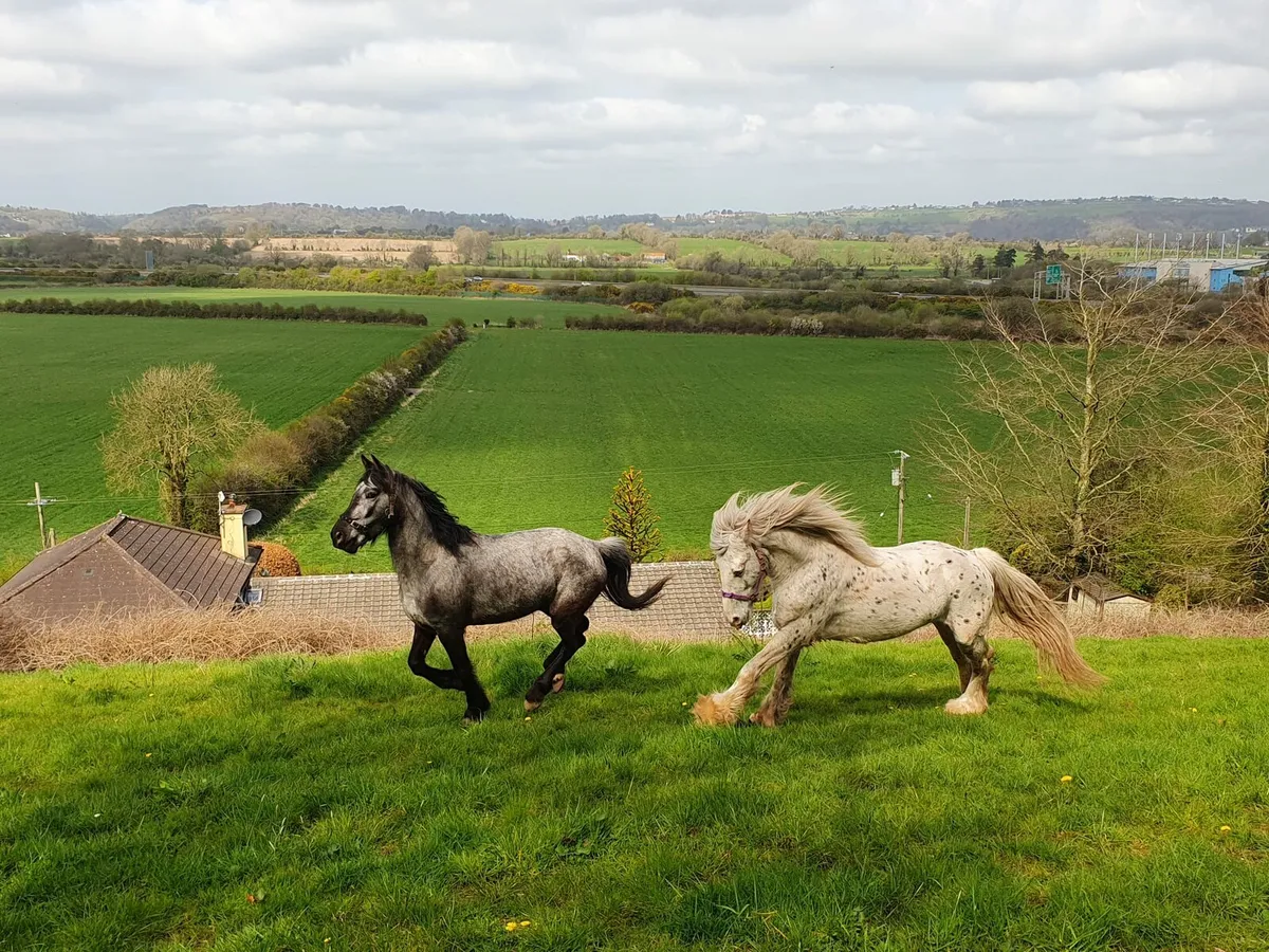 Horse - Image 3