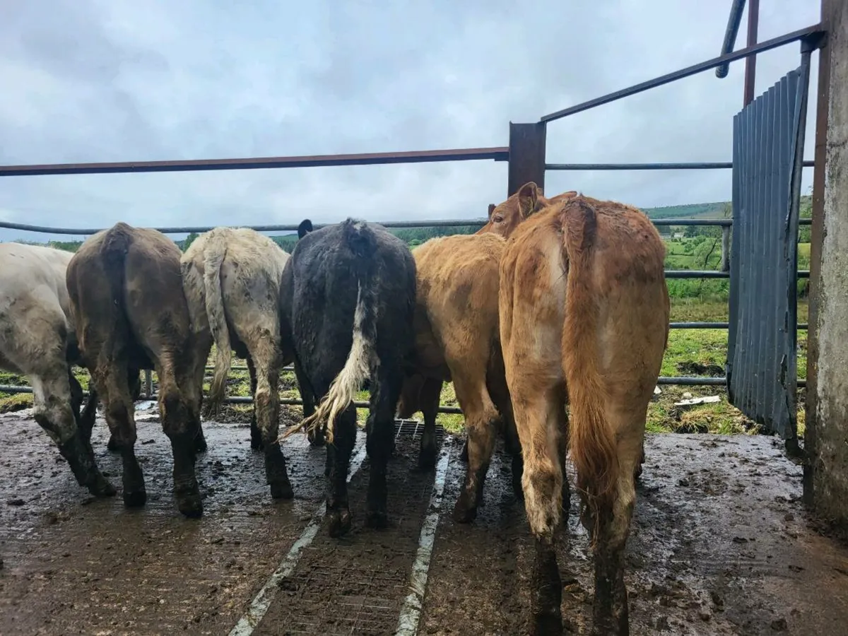 7 heifers - Image 1