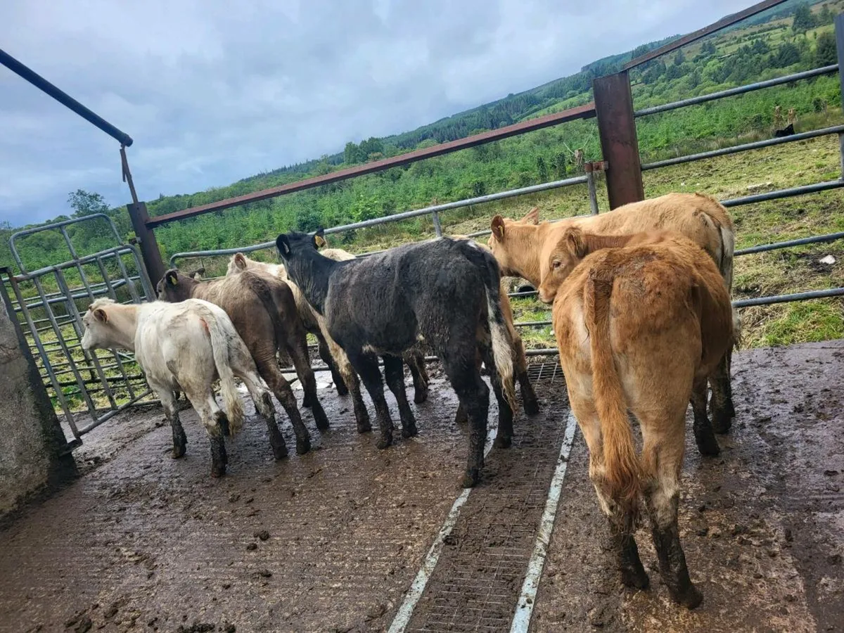 7 heifers - Image 2