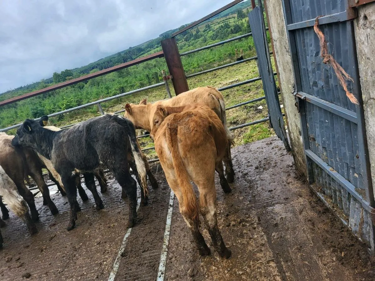 7 heifers - Image 3