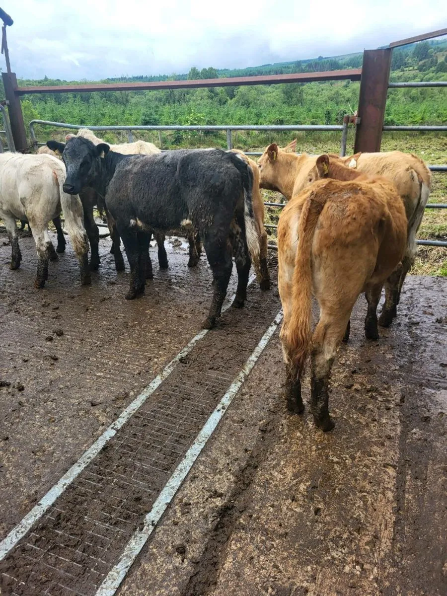 7 heifers - Image 4