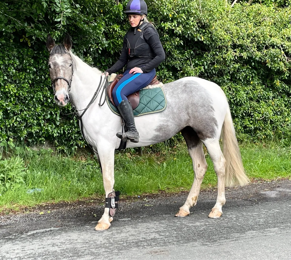 Quiet genuine mare - Image 2