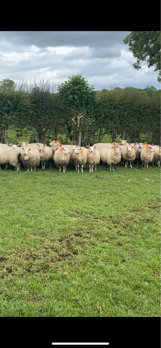 Texel. And Suffolk dry Hoggets - Image 1