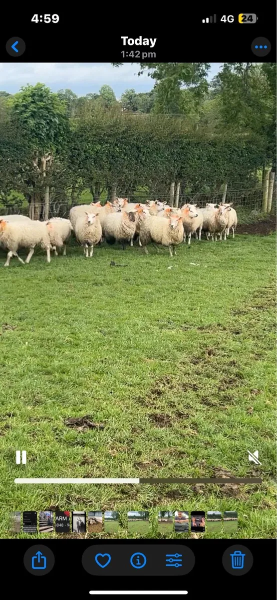 Texel. And Suffolk dry Hoggets - Image 3