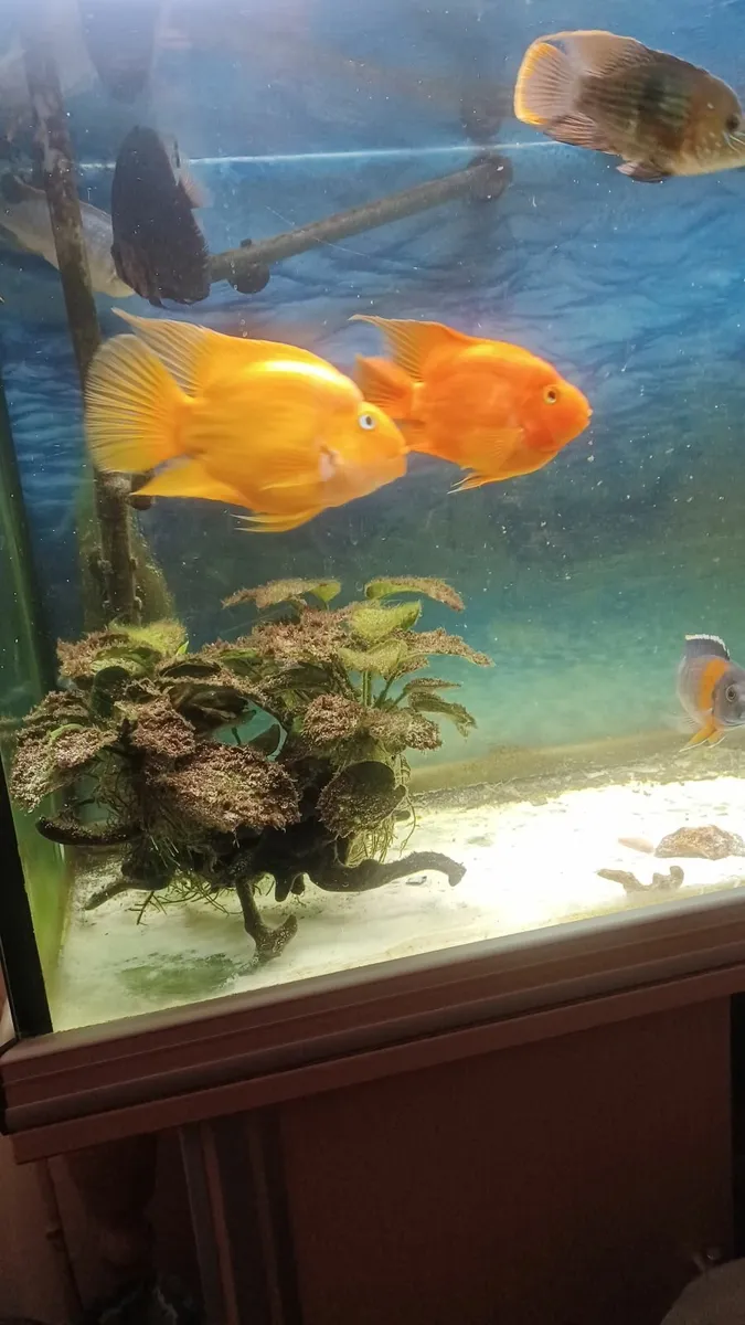 Cichlid Parrot fish couple - Image 1