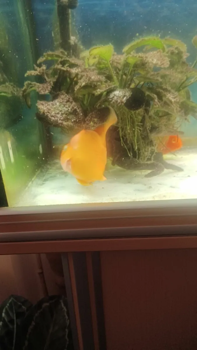 Cichlid Parrot fish couple - Image 3