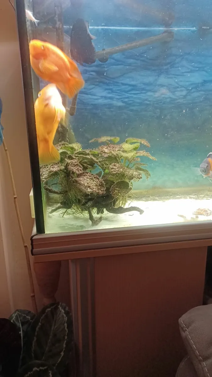 Cichlid Parrot fish couple - Image 4