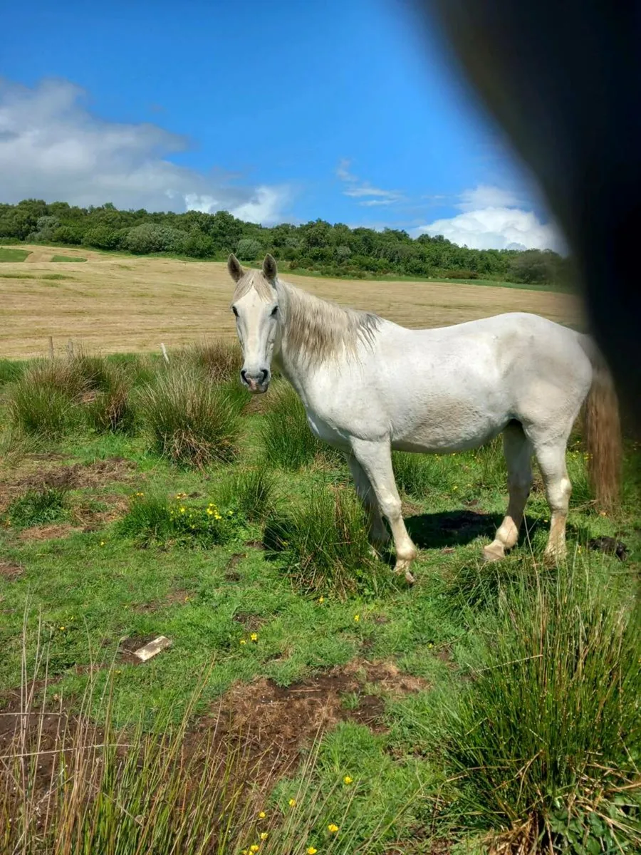 Irish sports mare - Image 1