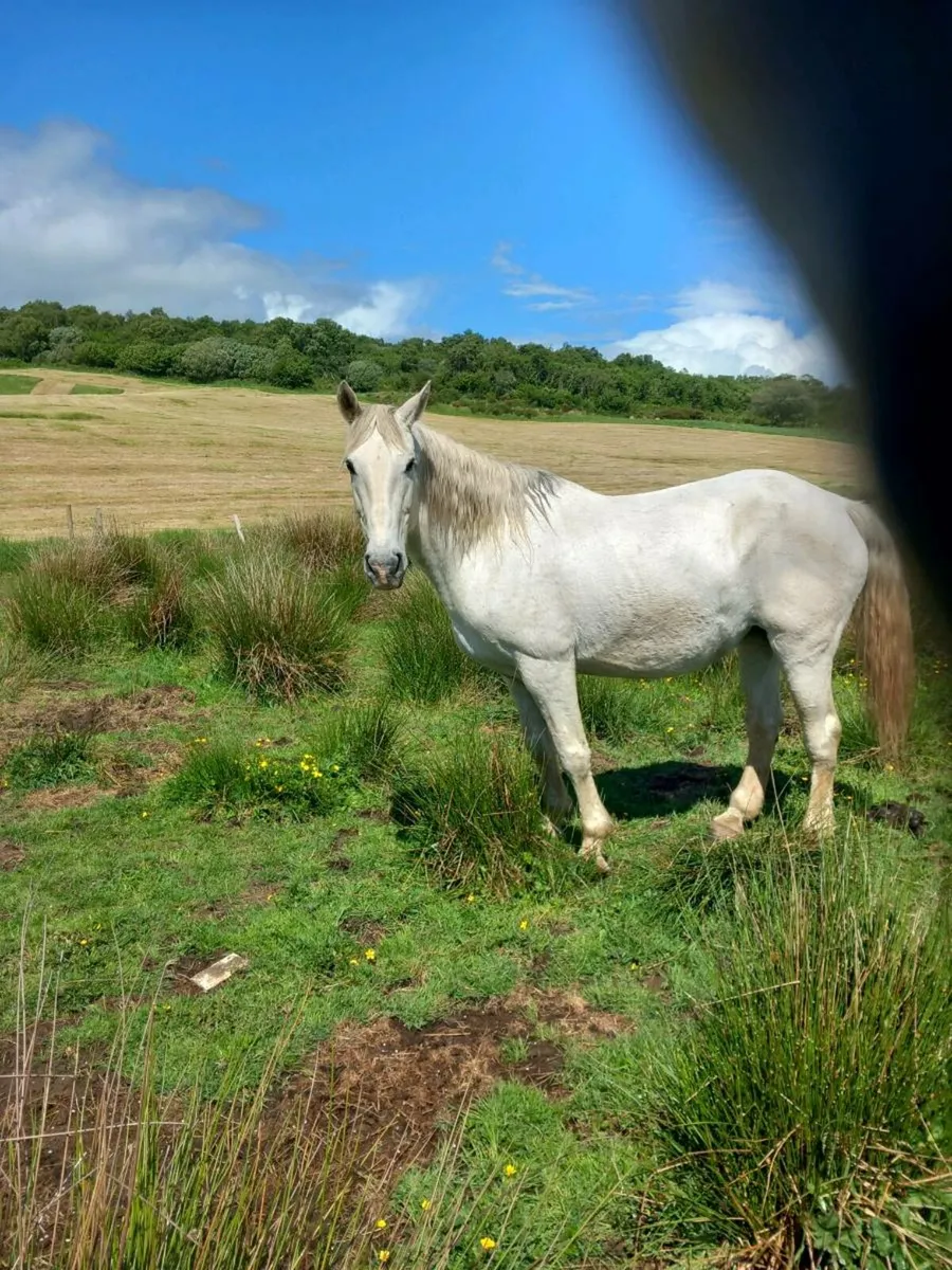 Irish sports mare - Image 2