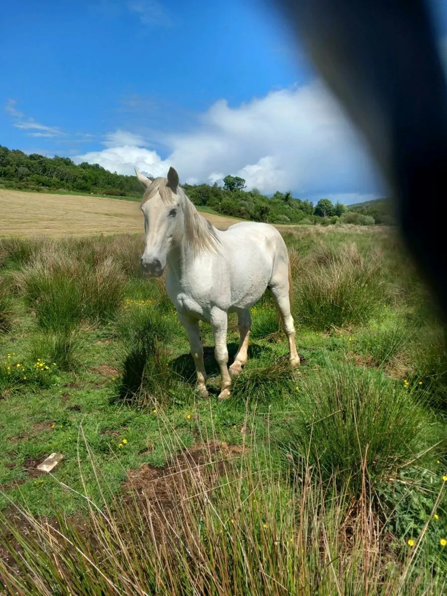 Irish sports mare - Image 3