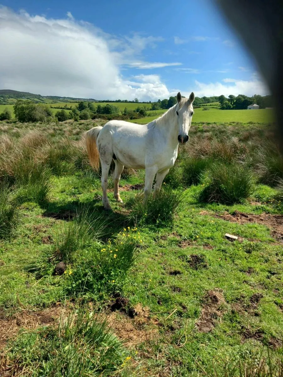 Irish sports mare - Image 4