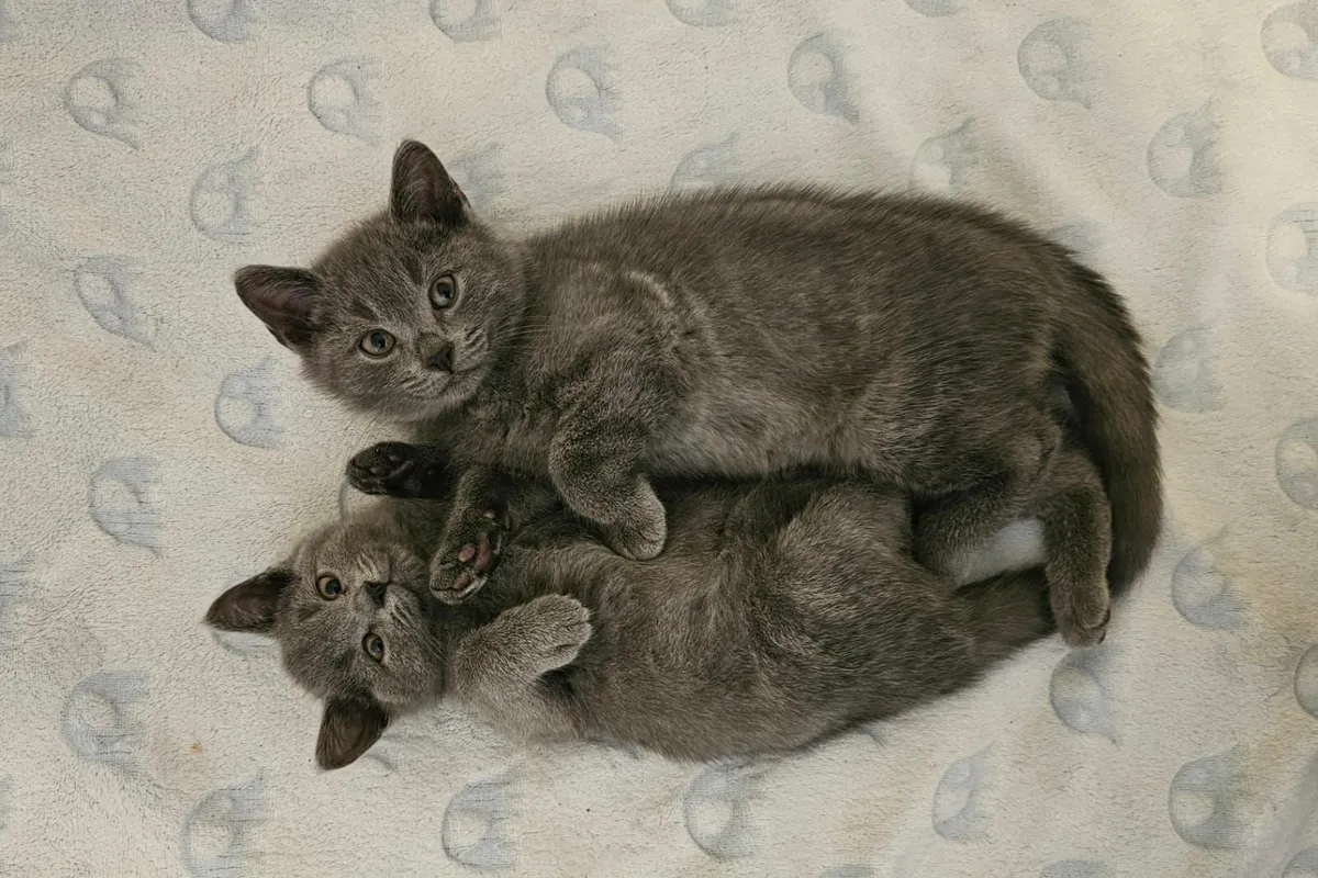 British shorthair kittens - Image 2