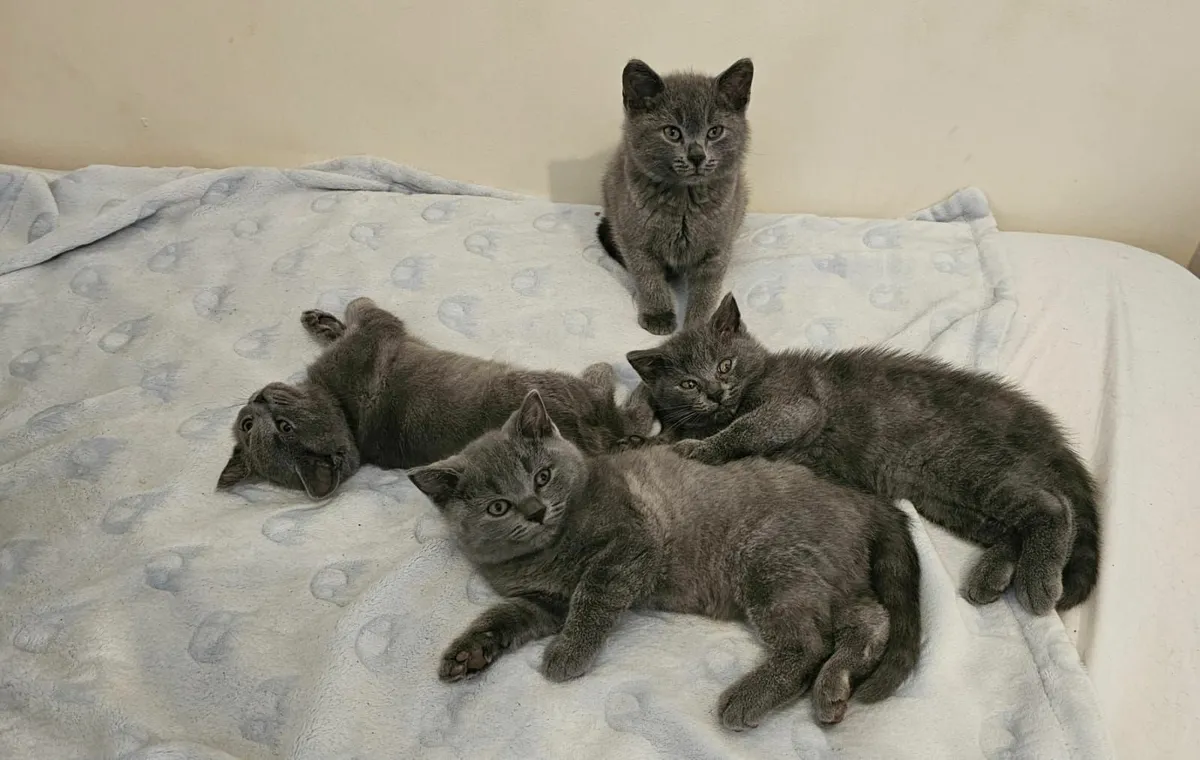 British shorthair kittens - Image 3