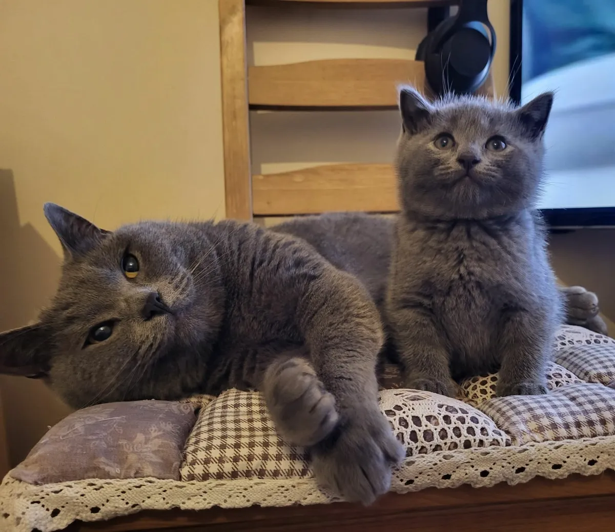 British shorthair kittens - Image 1