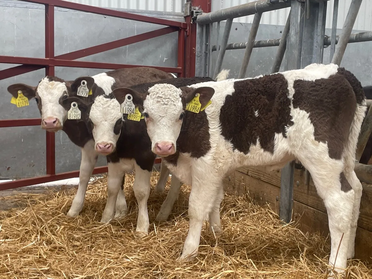 3 Smashing Simmental heifer calves for sale - Image 1