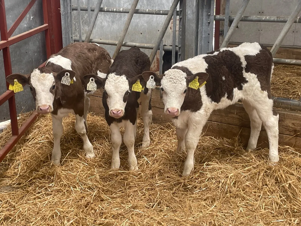 3 Smashing Simmental heifer calves for sale - Image 2