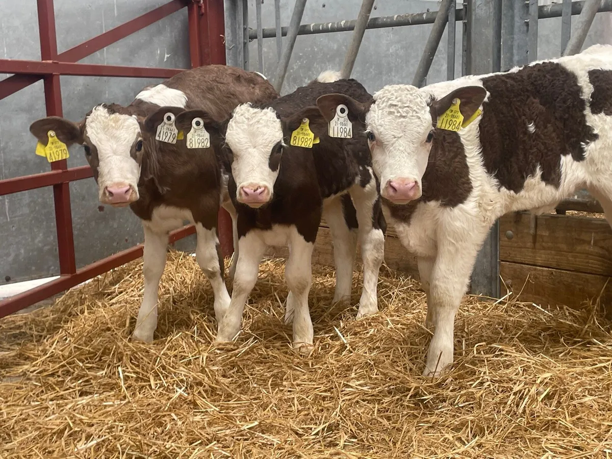 3 Smashing Simmental heifer calves for sale - Image 3