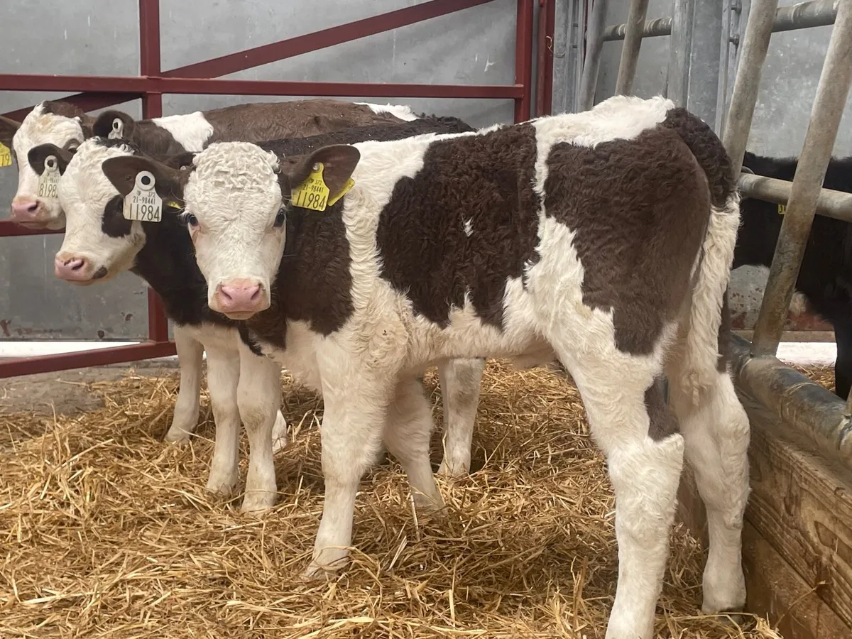 3 Smashing Simmental heifer calves for sale - Image 4