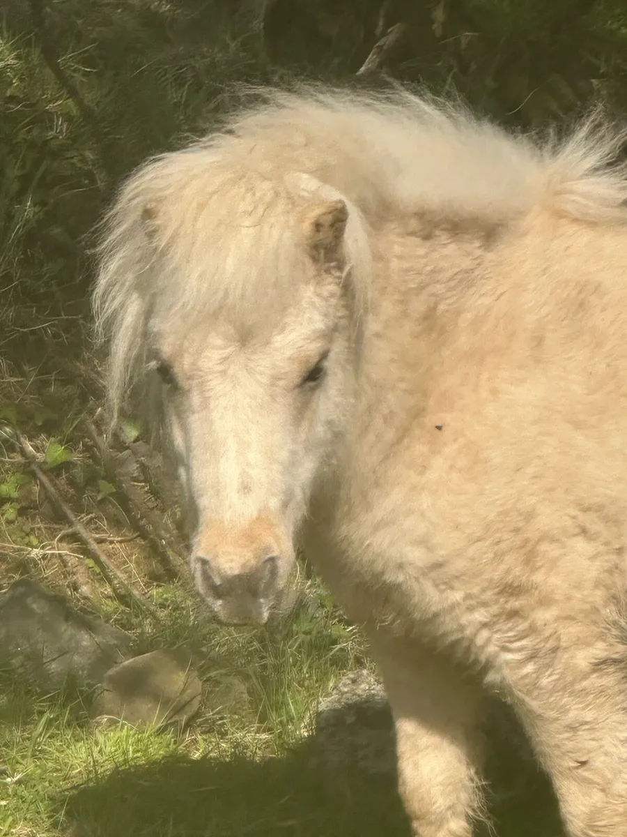Registered Palomino miniature Shetland - Image 1