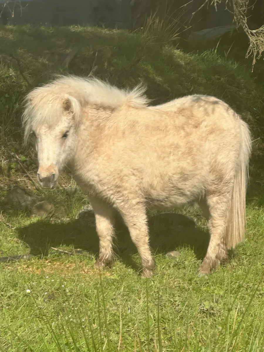 Registered Palomino miniature Shetland - Image 2