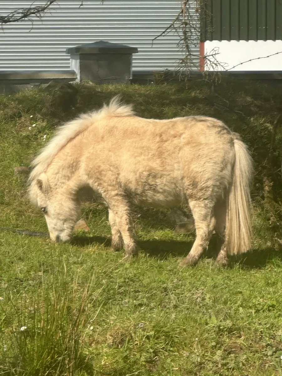 Registered Palomino miniature Shetland - Image 3