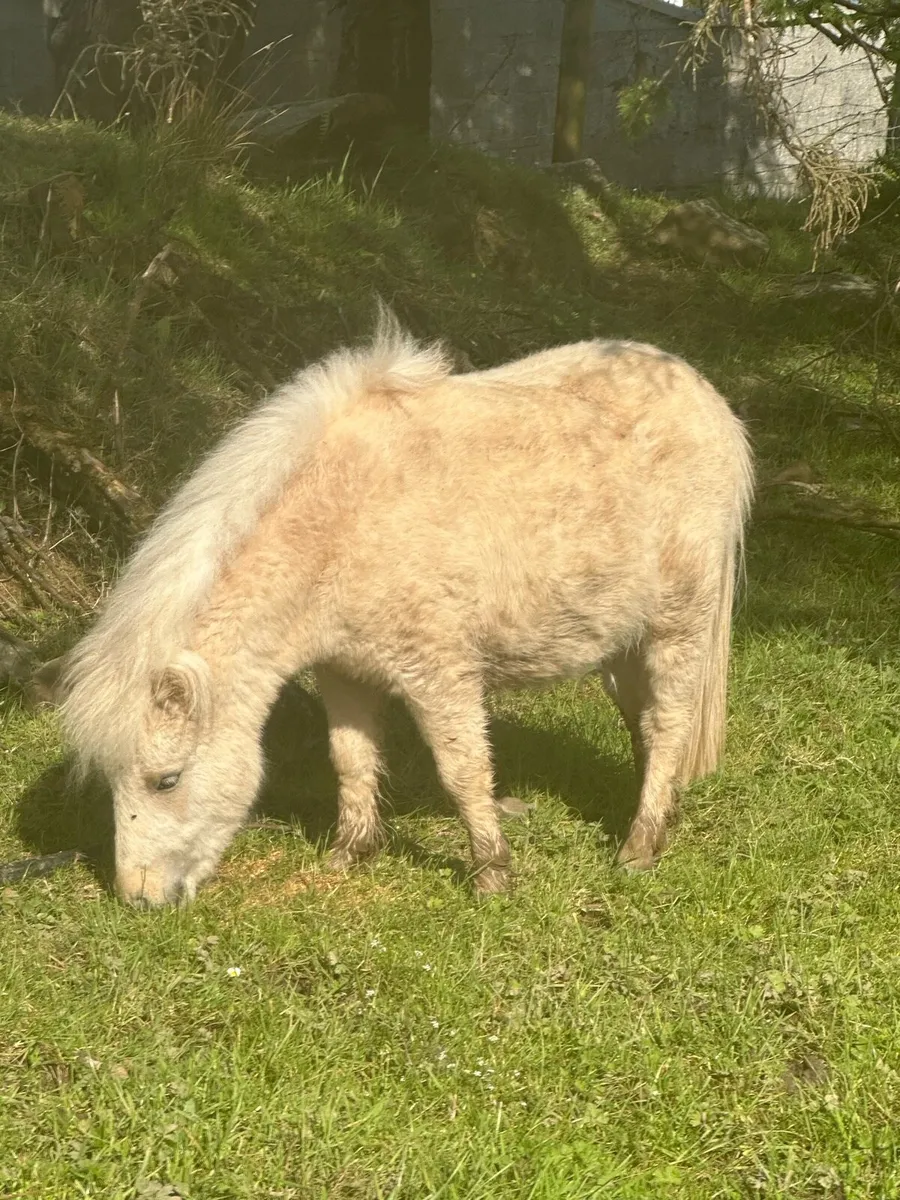Registered Palomino miniature Shetland - Image 4