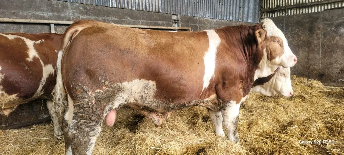 POLLED 4&5 STAR EASY CALVING SIMMENTAL BULLS AND H - Image 1