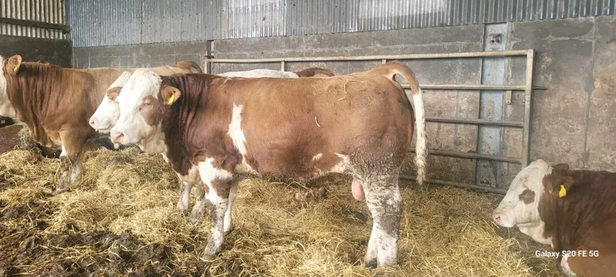 POLLED 4&5 STAR EASY CALVING SIMMENTAL BULLS AND H - Image 3