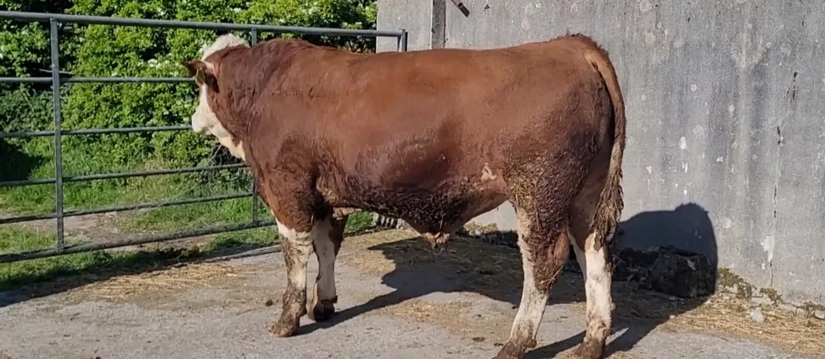 POLLED 4&5 STAR EASY CALVING SIMMENTAL BULLS AND H - Image 4