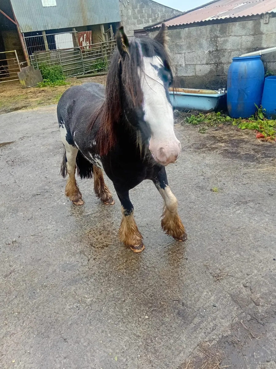 Ponie - Image 1