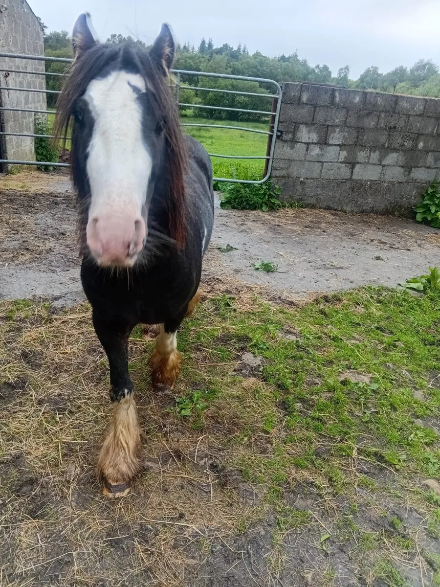 Ponie - Image 2