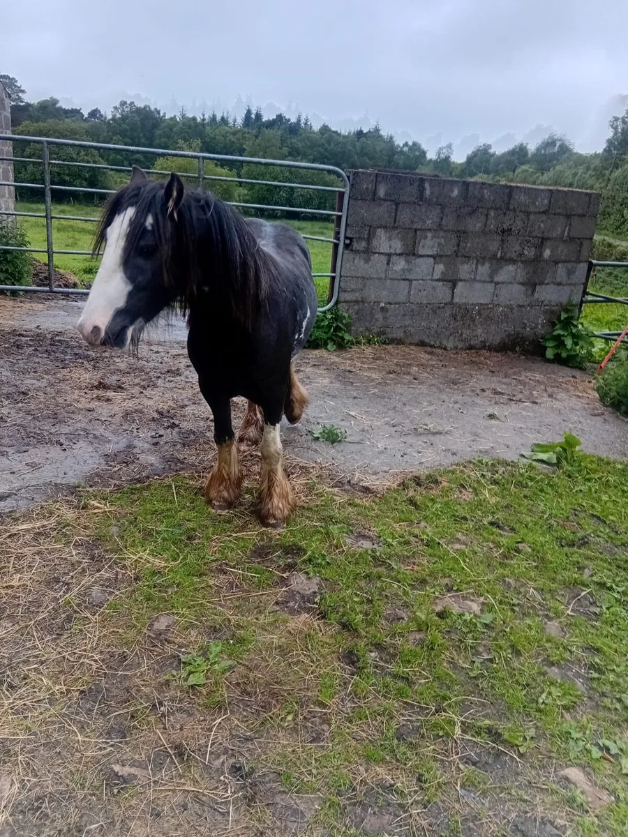 Ponie - Image 3