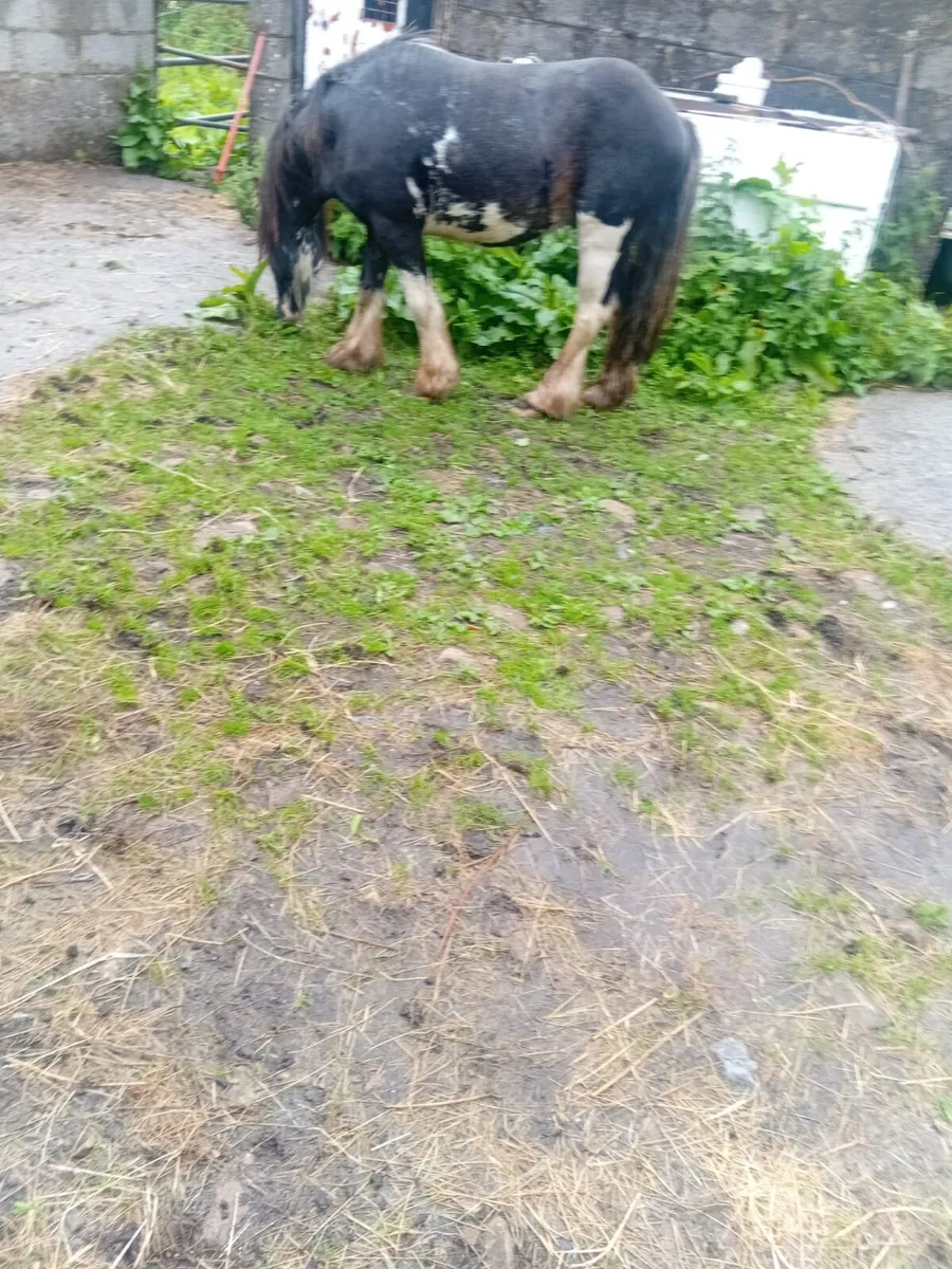 Ponie - Image 4