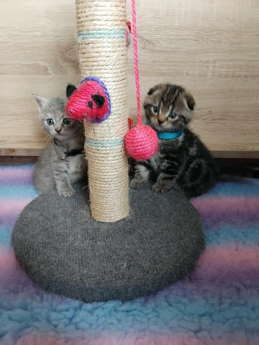 Beautiful scottish fold/straights - Image 1