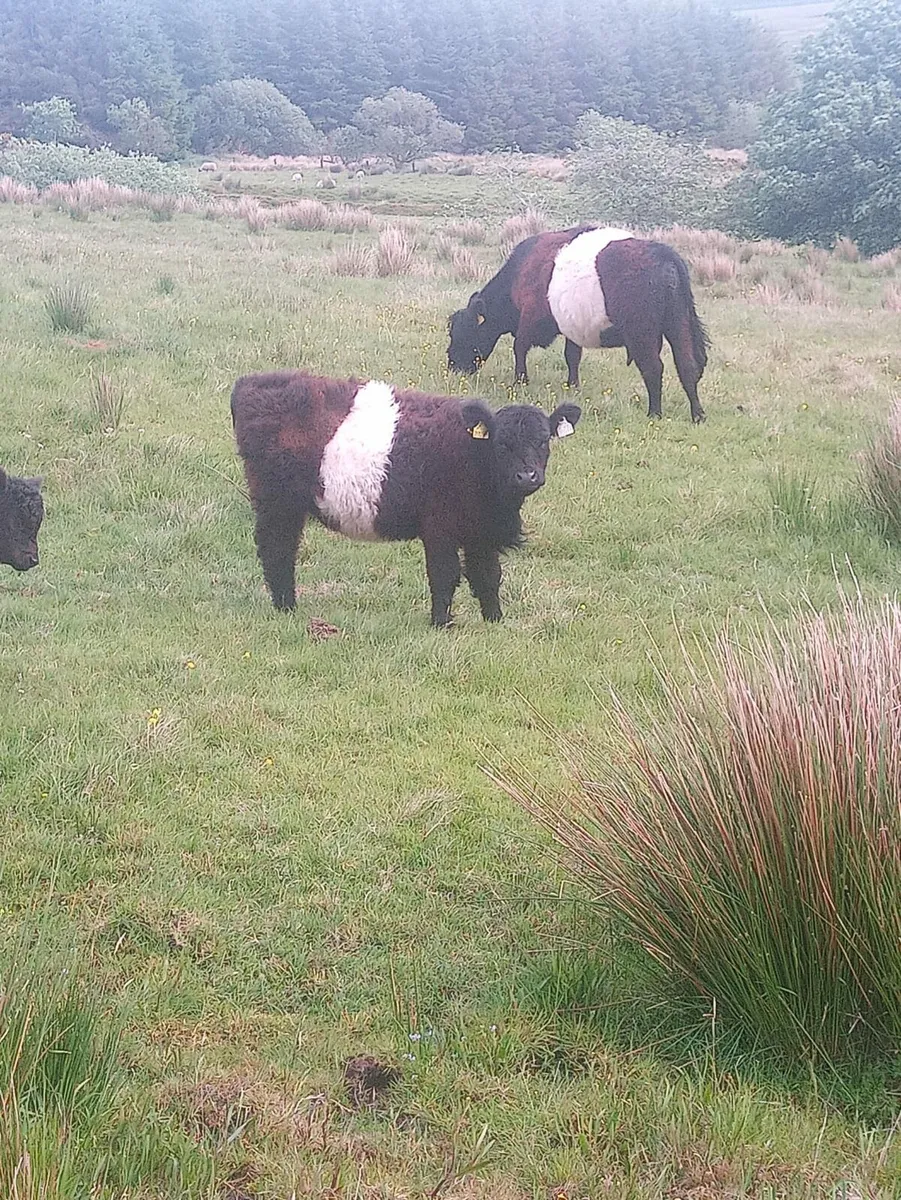 Belted Galloways - Image 1