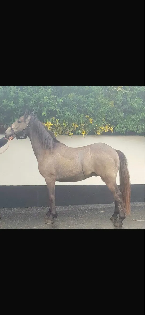 Pony for sale - Image 1
