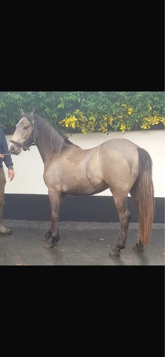 Pony for sale - Image 2