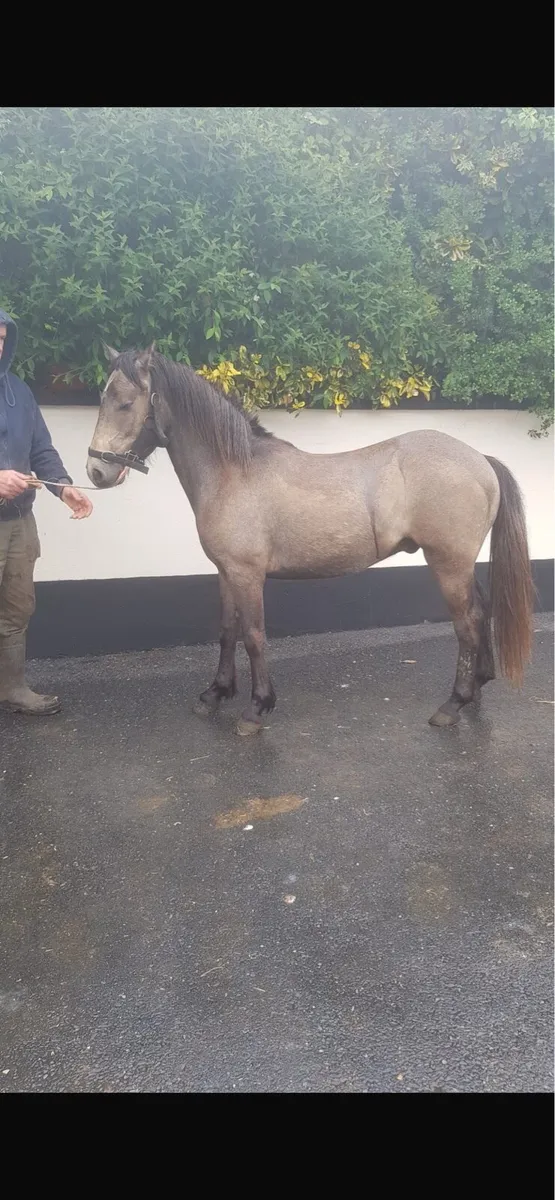 Pony for sale - Image 3