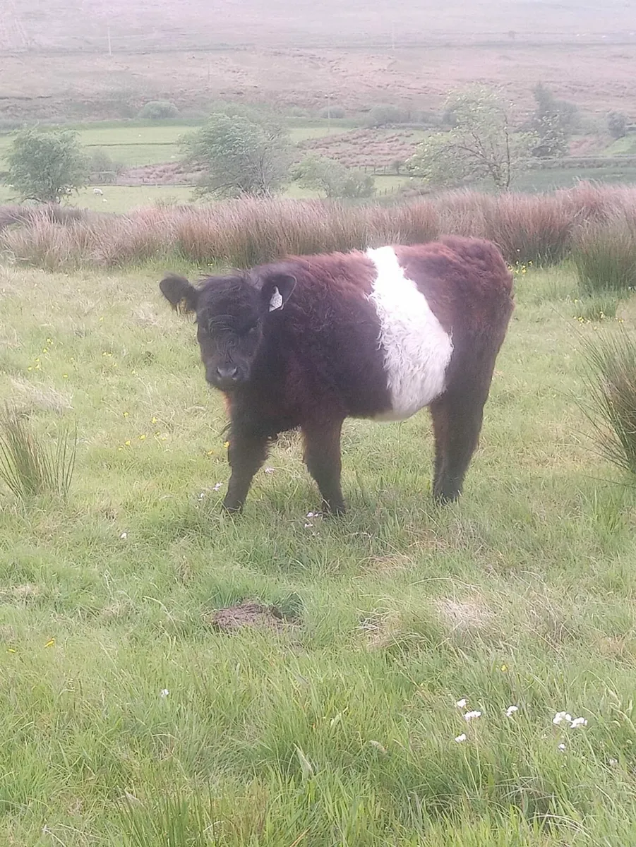 Belted Galloways - Image 2