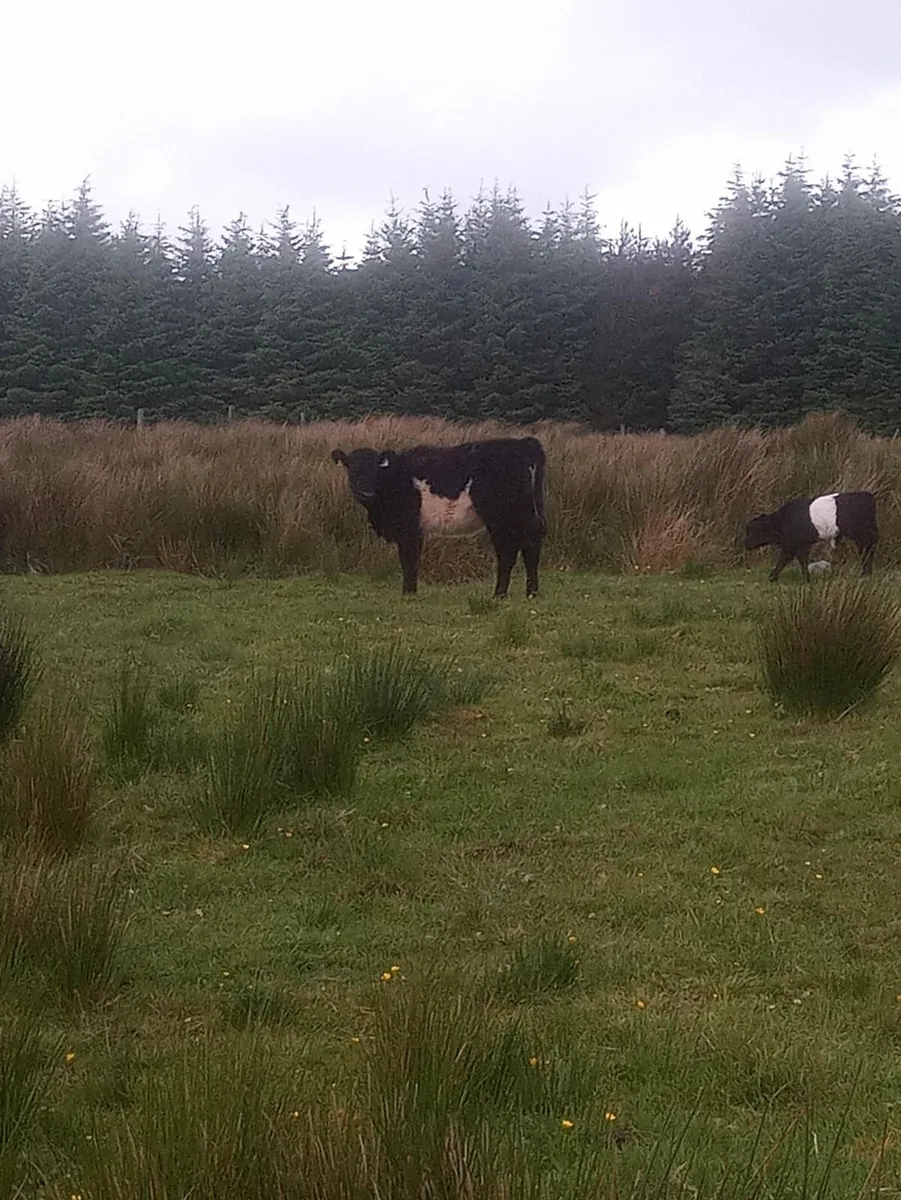 Belted Galloways - Image 3