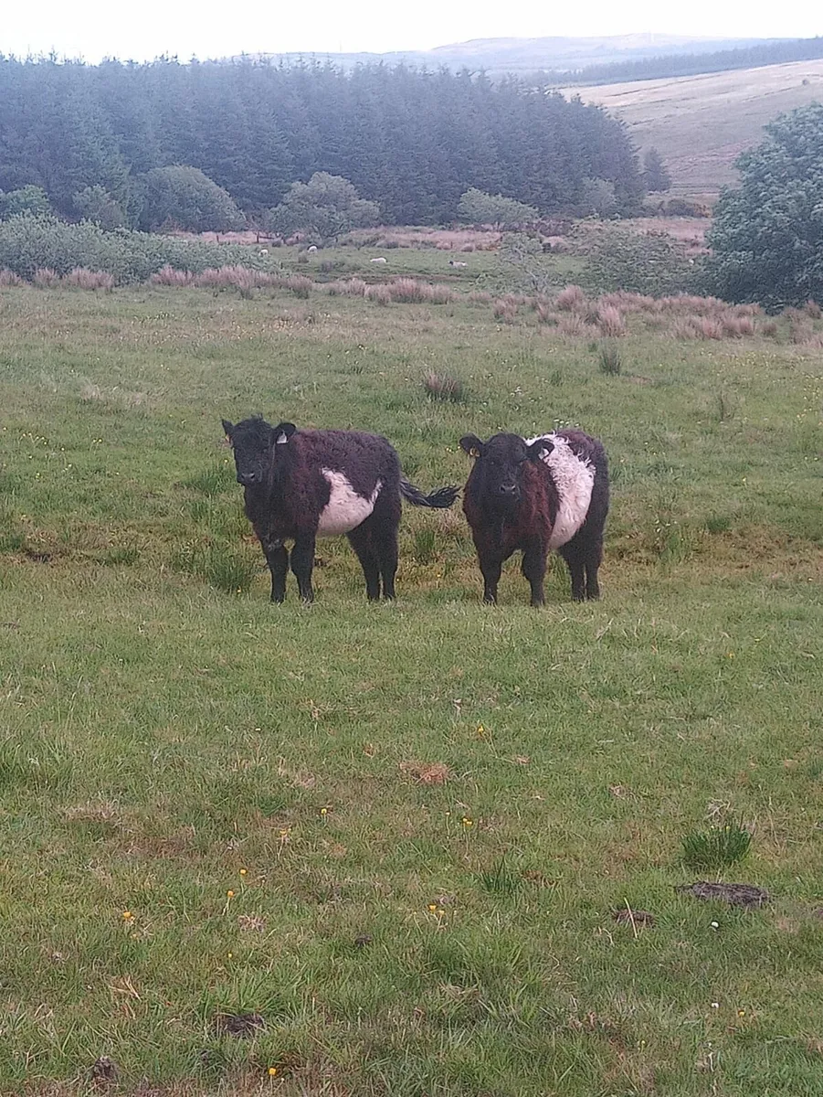 Belted Galloways - Image 4