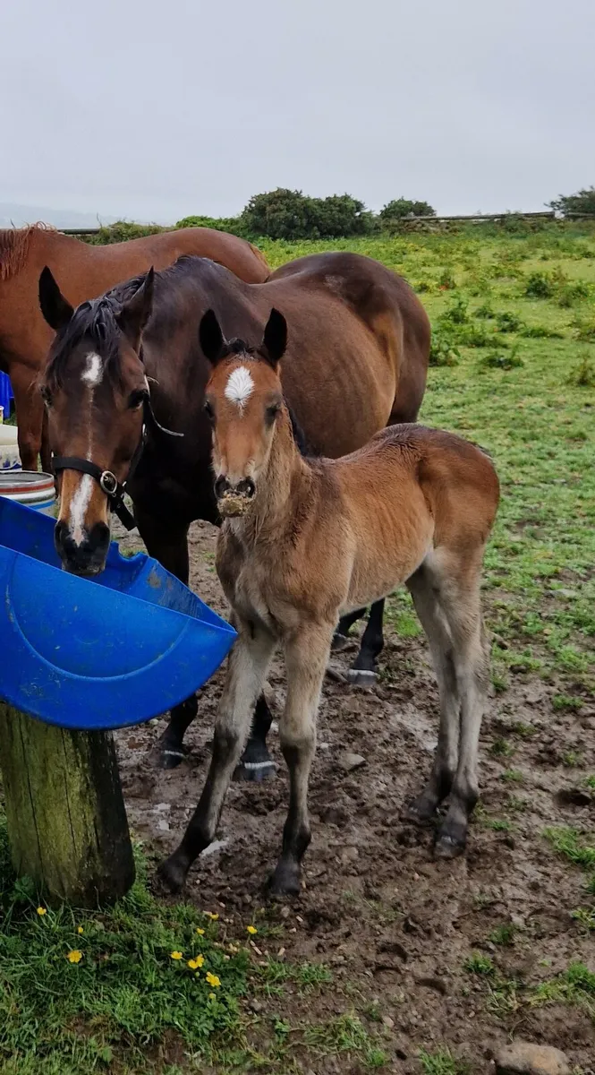 Brood mare just foaled - Image 3