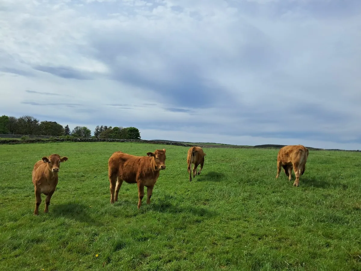 Livestock - Image 1